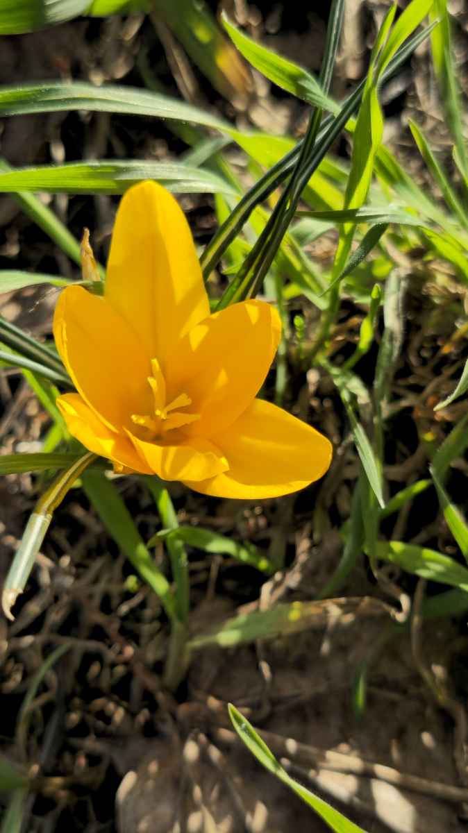 Gold-Krokus
